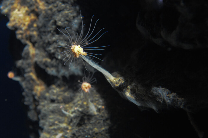 Dyrelivet rundt de varme kildene er unikt. Forskere fra UiB har funnet femti nye dyrearter i områdene de har undersøkt. (Foto: Senter for geobiologi, UiB) Dyrelivet rundt de varme kildene er unikt. Forskere fra UiB har funnet femti nye dyrearter i områdene de har undersøkt. (Foto: Senter for geobiologi, UiB)