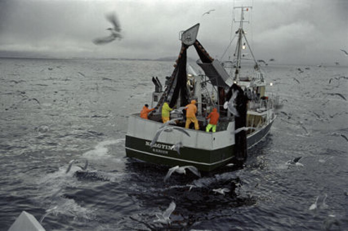 Fiskeryrket er blitt mer stabilt og forutsigbart, men det vil alltid være noen som ikke kan tenke seg et åtte-til-fire-liv. (Foto: Jean Gaumy, Seafood.no) Fiskeryrket er blitt mer stabilt og forutsigbart, men det vil alltid være noen som ikke kan tenke seg et åtte-til-fire-liv. (Foto: Jean Gaumy, Seafood.no)