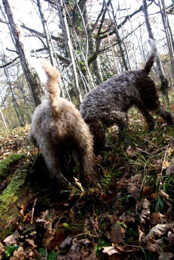 Hundene er på sporet. (Foto: Anne Molia) Hundene er på sporet. (Foto: Anne Molia)