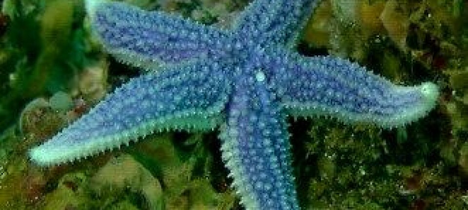 Blå sjøstjerne på en grunne i Lopphavet. (Foto: Mareano/Havforskningsinstituttet)