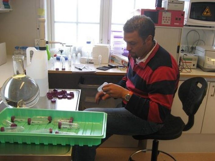 Foredlerne leter alltid etter gener og mer effektive metoder som gir frostsikre bær. Forsker og jordbærforedler Muath Alsheikh ved det nasjonale planteforedlingsselskapet Graminor. (Foto: Graminor) Foredlerne leter alltid etter gener og mer effektive metoder som gir frostsikre bær. Forsker og jordbærforedler Muath Alsheikh ved det nasjonale planteforedlingsselskapet Graminor. (Foto: Graminor)