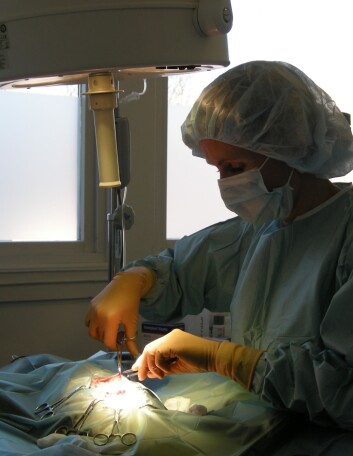 Testiklene blir løsnet fra vevet og plukket ut. (Foto: Mosengs Dyreklinikk) Testiklene blir løsnet fra vevet og plukket ut. (Foto: Mosengs Dyreklinikk)