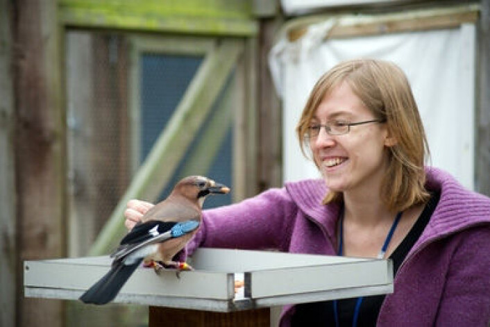 Nøtteskrika er blant de smarteste fuglene og får som forskningsobjekt innpass på de mest prestisjefylte engelske universiteteter. Doktorgradsstudent Lucy G. Cheke ved Cambridge University med fuglen Rome. (Foto: Julia Leijola) Nøtteskrika er blant de smarteste fuglene og får som forskningsobjekt innpass på de mest prestisjefylte engelske universiteteter. Doktorgradsstudent Lucy G. Cheke ved Cambridge University med fuglen Rome. (Foto: Julia Leijola)