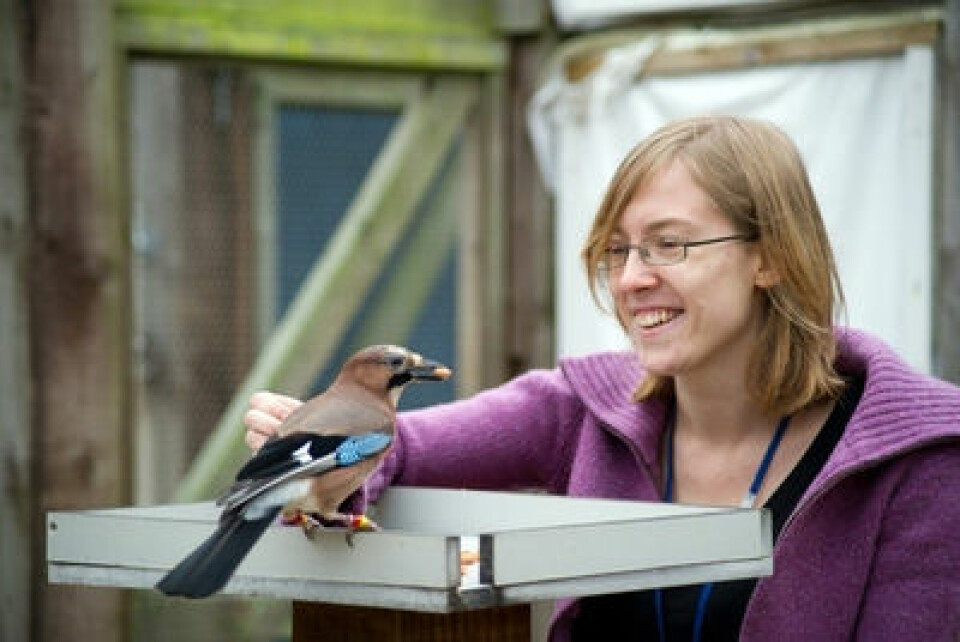 Nøtteskrika er blant de smarteste fuglene og får som forskningsobjekt innpass på de mest prestisjefylte engelske universiteteter. Doktorgradsstudent Lucy G. Cheke ved Cambridge University med fuglen Rome. (Foto: Julia Leijola)