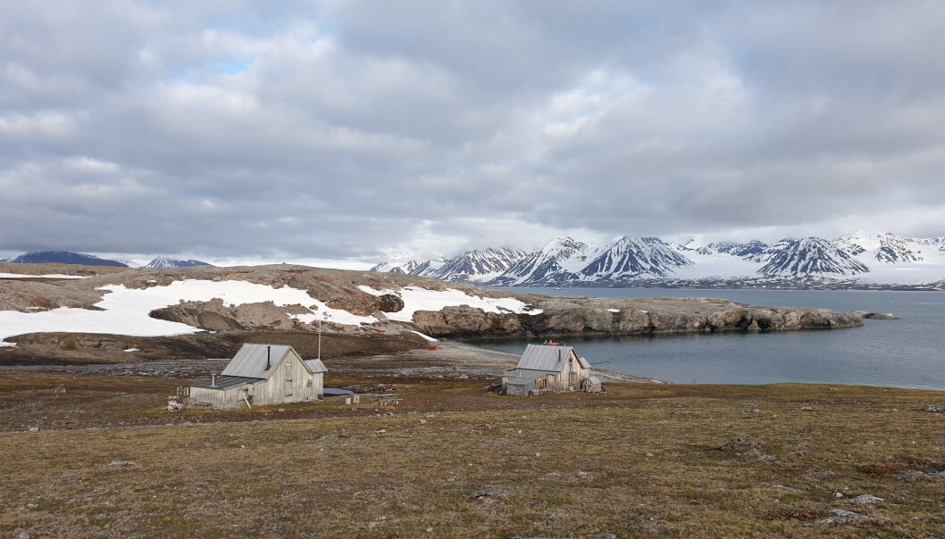 Blomstrandhalvøya (Flower beach peninsula), 78°50’ N, was seen as a peninsula, connected to Spitsbergen by a glazier. Glazier melting has turned the peninsula into an island, and slowly it is getting greener. Svalbard has seen a 30% increase in greenness concurrent with about 4 degrees increase in mean summer temperature between 1986 and 2015. Blomstrandhalvøya (Flower beach peninsula), 78°50’ N, was seen as a peninsula, connected to Spitsbergen by a glazier. Glazier melting has turned the peninsula into an island, and slowly it is getting greener. Svalbard has seen a 30% increase in greenness concurrent with about 4 degrees increase in mean summer temperature between 1986 and 2015.
