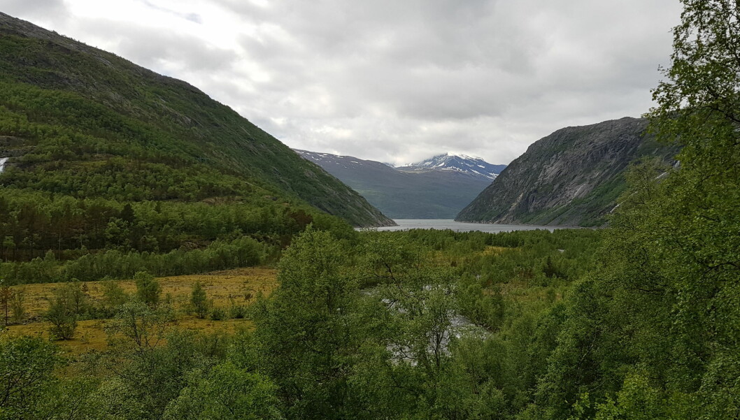 The reasons for global greening vary – intensive use of land for farming, large-scale planting of trees, and a warmer and wetter northern hemisphere. On Norwegian maineland the treeline slowly moves upwards. This photo is taken in Rombaksbotn, county of Nordland, 68°27 N.