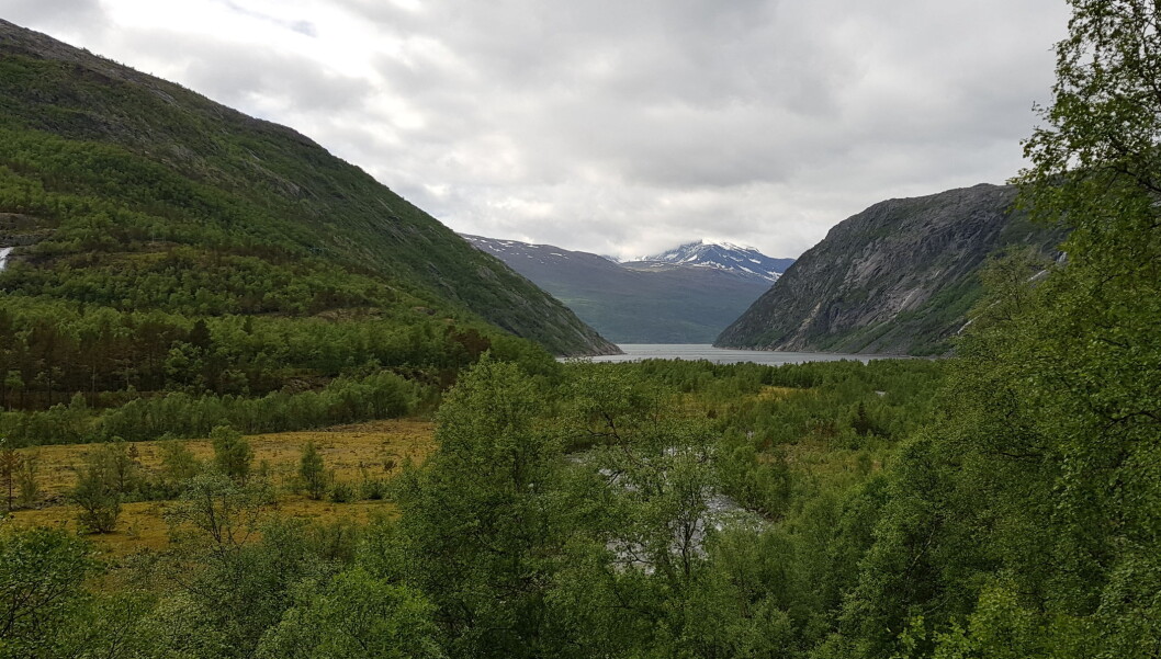 The reasons for global greening vary – intensive use of land for farming, large-scale planting of trees, and a warmer and wetter northern hemisphere. On Norwegian maineland the treeline slowly moves upwards. This photo is taken in Rombaksbotn, county of Nordland, 68°27 N. The reasons for global greening vary – intensive use of land for farming, large-scale planting of trees, and a warmer and wetter northern hemisphere. On Norwegian maineland the treeline slowly moves upwards. This photo is taken in Rombaksbotn, county of Nordland, 68°27 N.