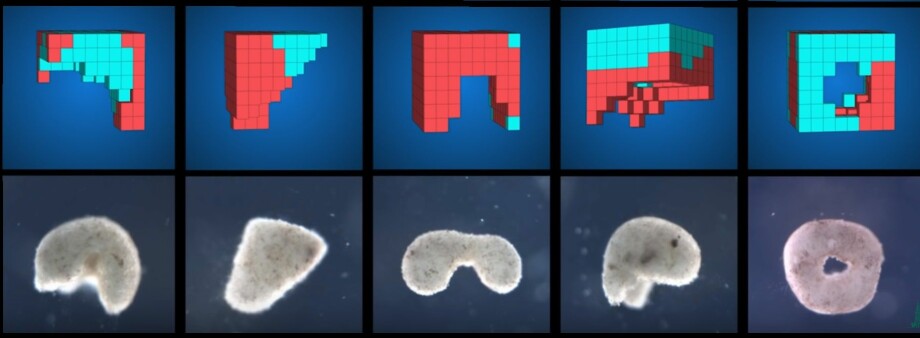 Her er noen av designene som datamaskinen kom opp med. Rødt er hjerteceller og blått er hudceller. Under vises hvordan de ble seende ut etter forskerne laget dem.