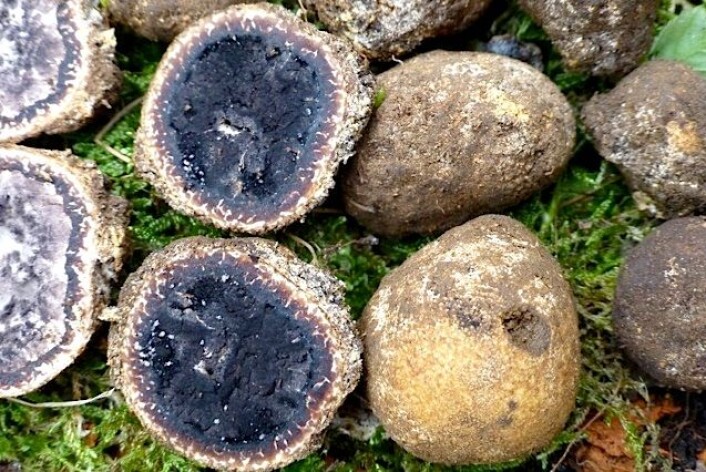Elaphomyces decipiens, en ny art for Norden funnet i Farsund. (Foto: Anne Molia) Elaphomyces decipiens, en ny art for Norden funnet i Farsund. (Foto: Anne Molia)