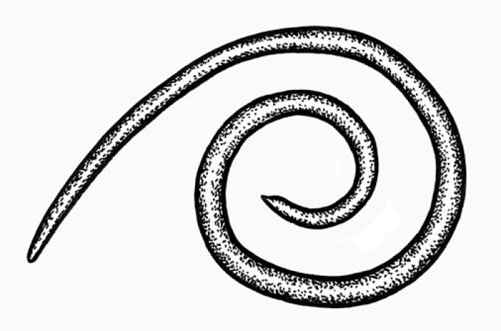 Kvalkveis Anasakis simplex. (Foto: (Ill.: Einar Strømnes, NHM)) Kvalkveis Anasakis simplex. (Foto: (Ill.: Einar Strømnes, NHM))