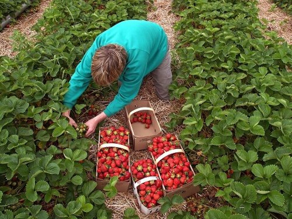 Omsetningen av jordbær øker årlig i Norge. I 2010 spiste hver nordmann rundt fire kilo bær. (Foto: Shutterstock)