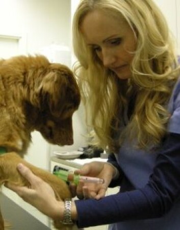 Torill Moseng er veterinær og sentralstyremedlem i DNV. (Foto: Mosengs Dyreklinikk) Torill Moseng er veterinær og sentralstyremedlem i DNV. (Foto: Mosengs Dyreklinikk)