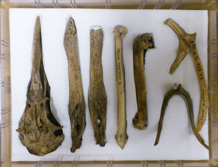 Deler av skjelett til geirfugl, fra magaisnet ved Naturhistoriske samlinger på UiB. F.v 1: Kranium, 2. underkjeve (høyre) 3. underkjeve (venstre), 4. tibiotarsus (leggbein), 5. humerus (øvre bein i vingen) (tilsvarer vårt overarmsbein)6. furcula (ønskebeinet) 7 (underst) del av furcula 8. scapula (tilsvarer vårt skulderblad.) (Foto: Andreas R. Graven) Deler av skjelett til geirfugl, fra magaisnet ved Naturhistoriske samlinger på UiB. F.v 1: Kranium, 2. underkjeve (høyre) 3. underkjeve (venstre), 4. tibiotarsus (leggbein), 5. humerus (øvre bein i vingen) (tilsvarer vårt overarmsbein)6. furcula (ønskebeinet) 7 (underst) del av furcula 8. scapula (tilsvarer vårt skulderblad.) (Foto: Andreas R. Graven)