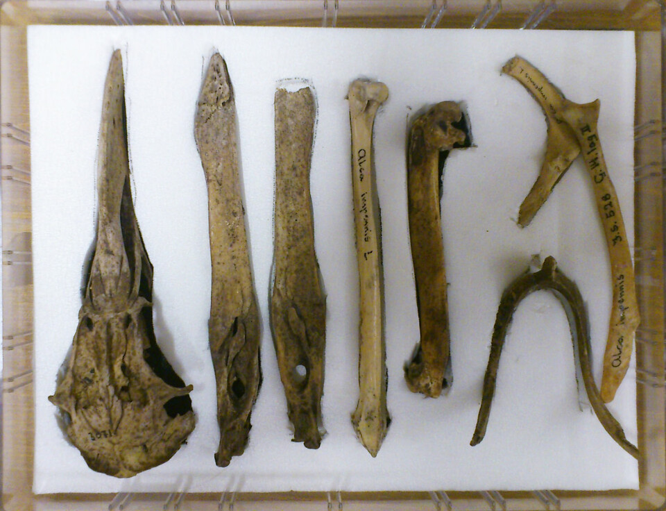 Deler av skjelett til geirfugl, fra magaisnet ved Naturhistoriske samlinger på UiB. F.v 1: Kranium, 2. underkjeve (høyre) 3. underkjeve (venstre), 4. tibiotarsus (leggbein), 5. humerus (øvre bein i vingen) (tilsvarer vårt overarmsbein)6. furcula (ønskebeinet) 7 (underst) del av furcula 8. scapula (tilsvarer vårt skulderblad.) (Foto: Andreas R. Graven)