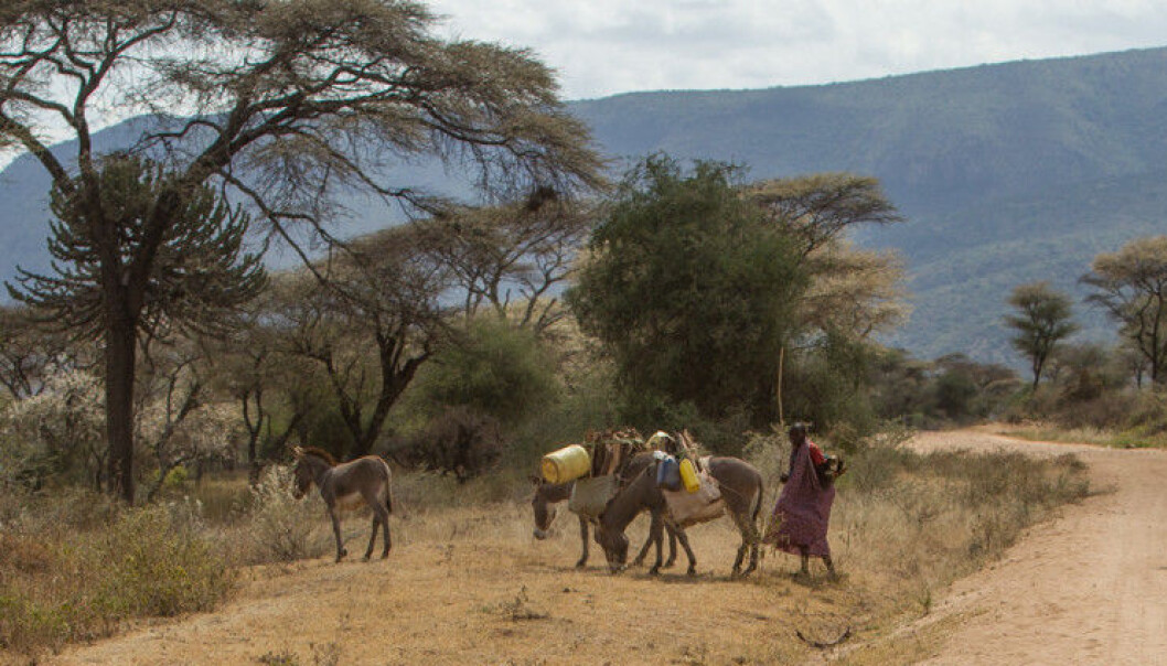 Dyrelivet i Serengeti og Mara er rikt ennå, men det er stadig konflikter mellom mennesker og dyr. Dyrelivet i Serengeti og Mara er rikt ennå, men det er stadig konflikter mellom mennesker og dyr.