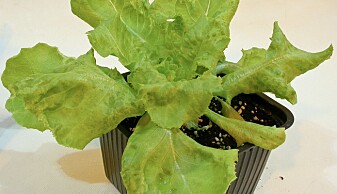 Mange av frøene spirte, blant annet frøet som ble til denne salaten. Mange av frøene spirte, blant annet frøet som ble til denne salaten.