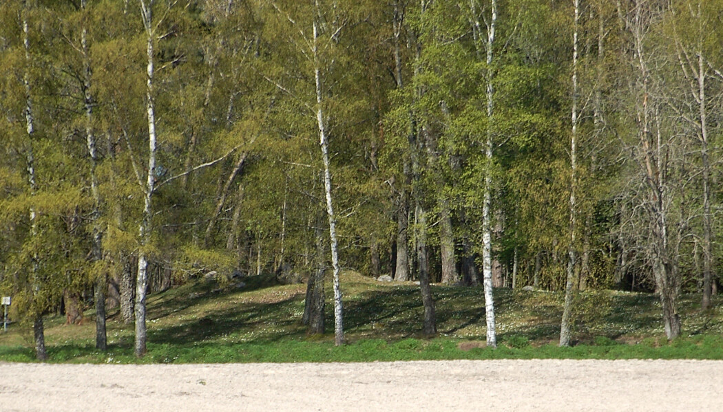 En variert skog med to eller flere tresorter, og både løv- og bartrær i ulik alder, motstår storm, brann, flom og ras langt bedre enn såkalte monokulturer, som består av kun én tresort. I Norge og Sverige plantes det hovedsakelig gran i store plantasjer, i strid med Skogsstyrelsens anbefalinger. En variert skog med to eller flere tresorter, og både løv- og bartrær i ulik alder, motstår storm, brann, flom og ras langt bedre enn såkalte monokulturer, som består av kun én tresort. I Norge og Sverige plantes det hovedsakelig gran i store plantasjer, i strid med Skogsstyrelsens anbefalinger.