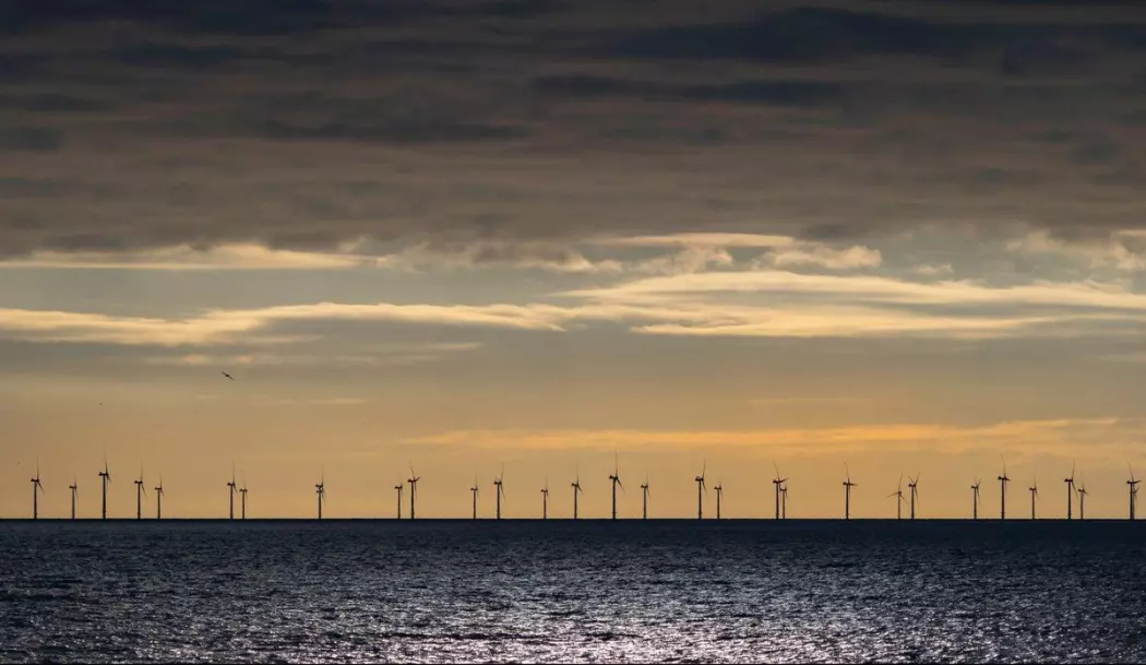 Forskarar veit enno lite om dei effektane vindkraft kan ha på miljø og økosystem i havet.