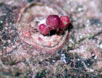 Røde sporehus av Neonectria neomacrospora. (Foto: Kathleen Riley) Røde sporehus av Neonectria neomacrospora. (Foto: Kathleen Riley)