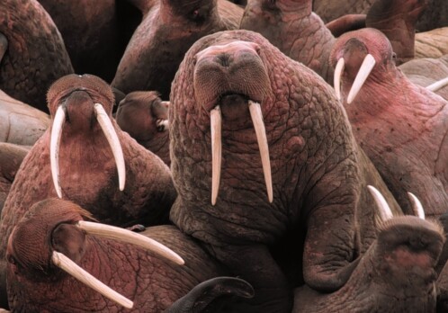 Vikings in Greenland traded exclusive walrus tusks to all of Europe – until there were no walrus left