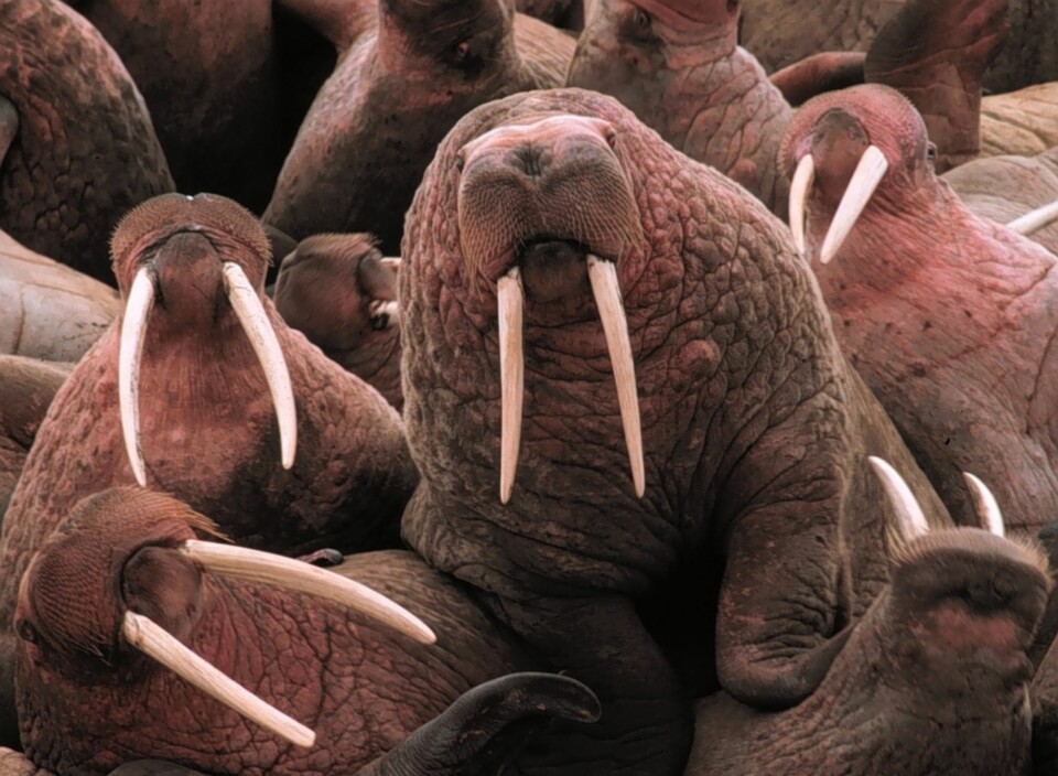 Ivory from tusks of walruses like these may have been behind both the success and decline of the Norse colony in Greenland.