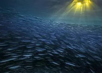Fisken flyttar på seg i eit stadig varmare hav. Får det konsekvensar for fiskekvotane?