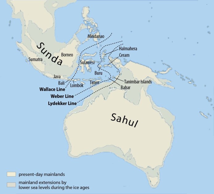 Sunda og Sahul under istidene. Sunda og Sahul under istidene.