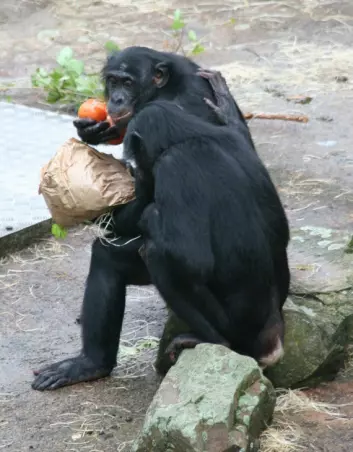 En hjelpende hånd settes pris på av bonoboer. (Foto: Jeroen Stevens)