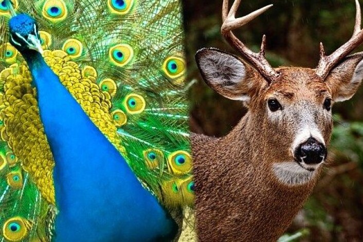Fugler og hjortedyr er noen av naturens mest forfengelige dyr, men de retter jåleriet mot forskjellige kjønn. (Foto: Colourbox/NRK) Fugler og hjortedyr er noen av naturens mest forfengelige dyr, men de retter jåleriet mot forskjellige kjønn. (Foto: Colourbox/NRK)