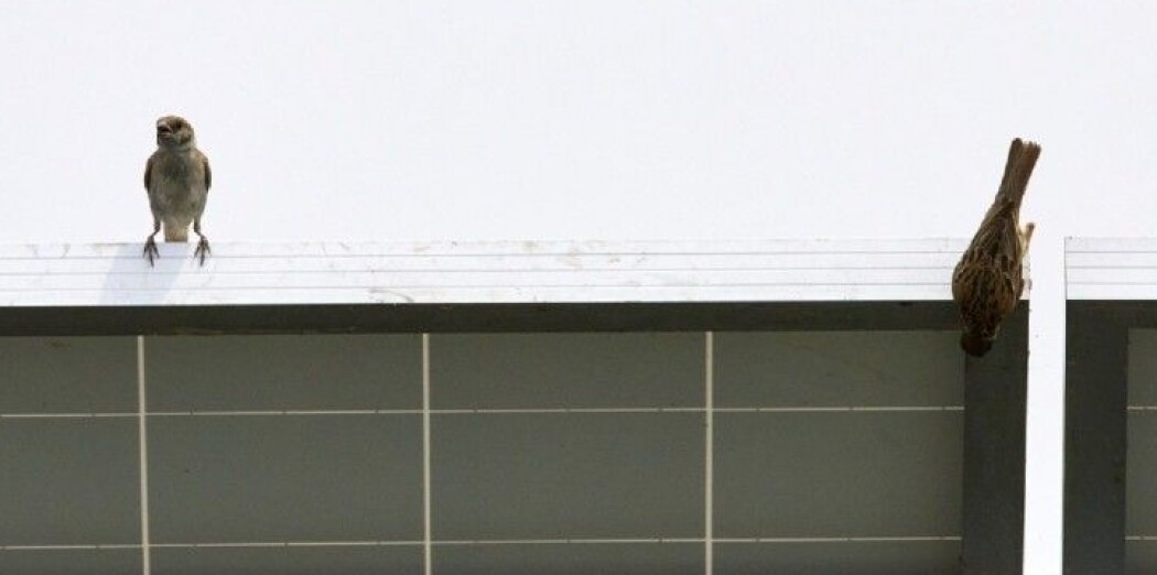 Spurver på solcellepanel. Spurver på solcellepanel.