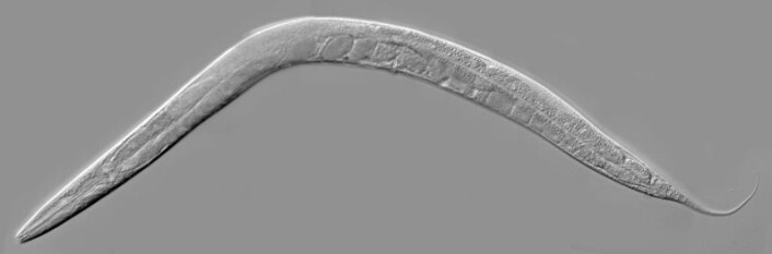 Nematoder er mikroskopiske skapninger som kan tilpasse seg de tøffeste miljømessige betingelser. Dette bildet tatt gjennom et mikroskop viser nematoden C. elegans. (Foto: Wikimedia Commons) Nematoder er mikroskopiske skapninger som kan tilpasse seg de tøffeste miljømessige betingelser. Dette bildet tatt gjennom et mikroskop viser nematoden C. elegans. (Foto: Wikimedia Commons)