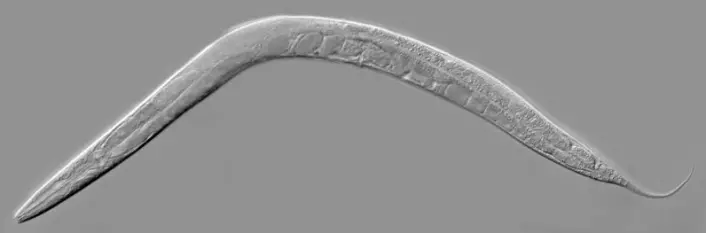 Nematoder er mikroskopiske skapninger som kan tilpasse seg de tøffeste miljømessige betingelser. Dette bildet tatt gjennom et mikroskop viser nematoden C. elegans. (Foto: Wikimedia Commons)