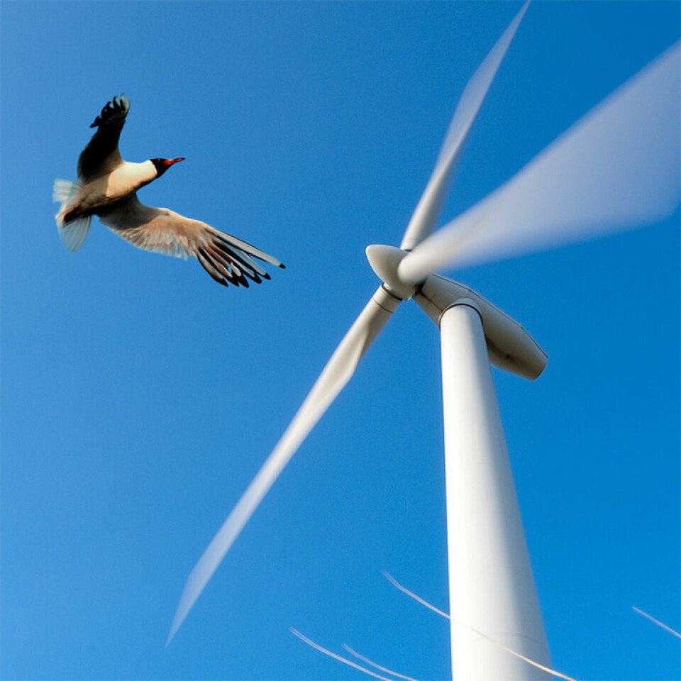 Miljøvennlig energi, men er den fuglevennlig? (Illustrasjonsfoto: Colourbox)
