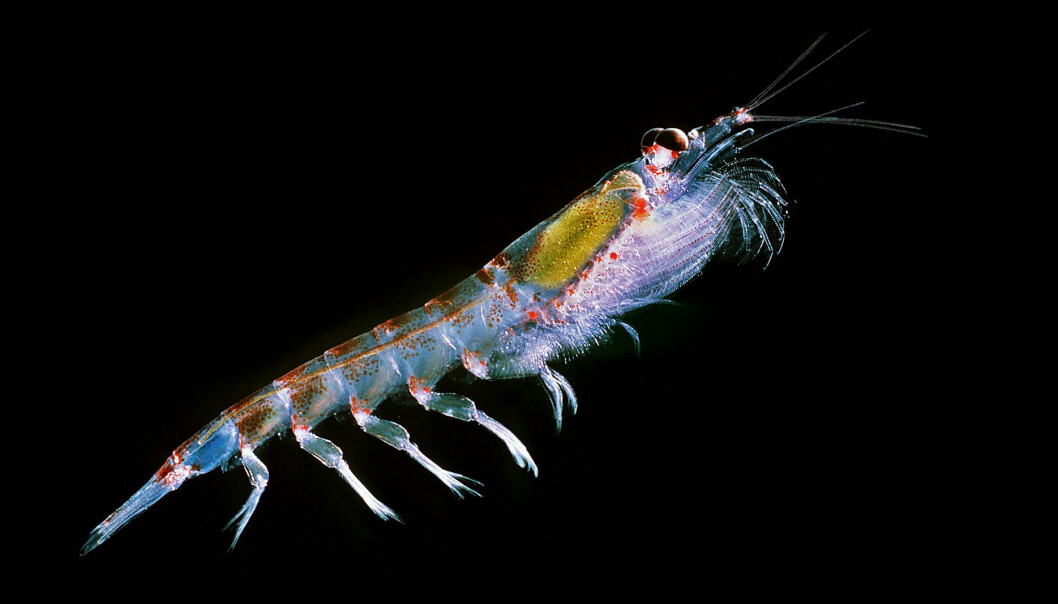 Antarktisk krill. Antarktisk krill.
