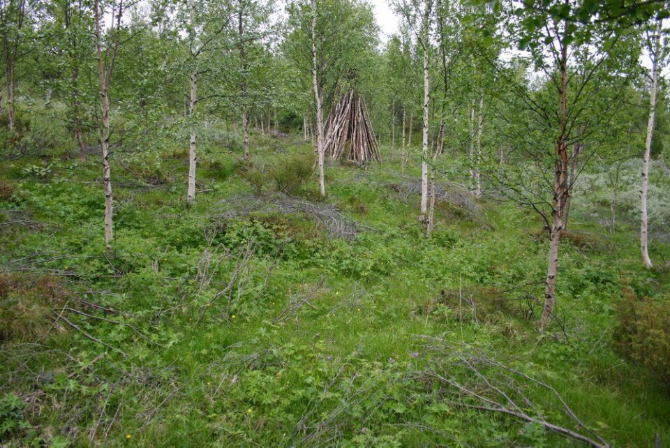 Tynning i engbjørkeskog kan fleirdoble produksjonen i undervegetasjonen. (Foto: Yngve Rekdal, Skog og landskap)