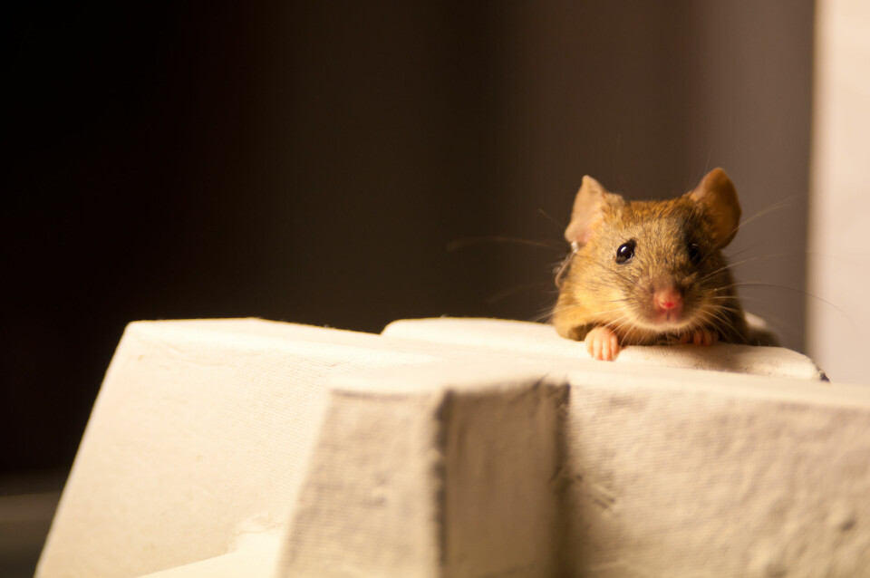 En mus i forsøket utforsker miljøet sitt. (Foto: Matias Okawa, Hannah Eggink)