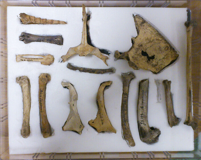 Flere levninger etter geirfugl fra Naturhistoriske samlinger ved Universitetet i Bergen. (Foto: Andreas R. Graven) Flere levninger etter geirfugl fra Naturhistoriske samlinger ved Universitetet i Bergen. (Foto: Andreas R. Graven)