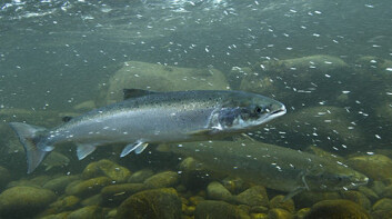 Krysningsavkom av laks (i forgrunnen) og ørret medfører økt spredningsfare av Gyrodactylus-parasitten. (Foto: Jørn B. Olsen, Samfoto) Krysningsavkom av laks (i forgrunnen) og ørret medfører økt spredningsfare av Gyrodactylus-parasitten. (Foto: Jørn B. Olsen, Samfoto)