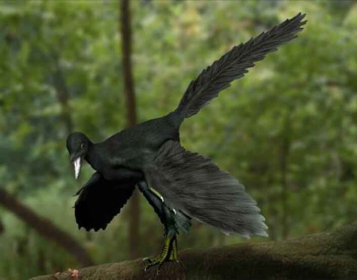 Forskere har funnet ut at microraptoren var kledt i sorte skinnene fjær, ikke ulikt noen av dagens kråkefugler. Her er en kunstners tolkning av hvordan Archaeopteryx kan ha sett ut. (Foto: (Illustrasjon: Nobu Tamura / Wikipedia)) Forskere har funnet ut at microraptoren var kledt i sorte skinnene fjær, ikke ulikt noen av dagens kråkefugler. Her er en kunstners tolkning av hvordan Archaeopteryx kan ha sett ut. (Foto: (Illustrasjon: Nobu Tamura / Wikipedia))