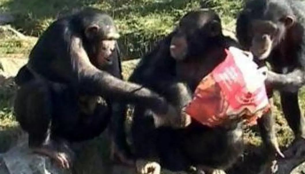 Sjimpanser utveksler vennetjenester