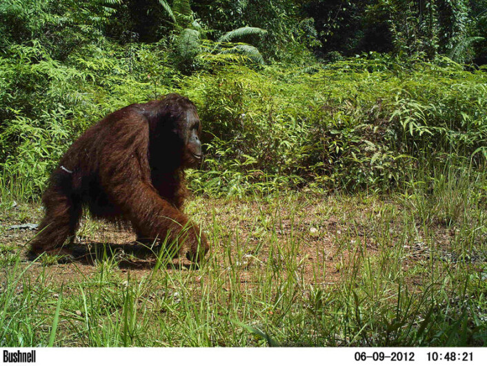 Orangutangen er perfekt tilpasset et liv høyt oppe i trærne, men selv den tar en tur ned på bakken iblant. (Foto: Brent Loken) Orangutangen er perfekt tilpasset et liv høyt oppe i trærne, men selv den tar en tur ned på bakken iblant. (Foto: Brent Loken)