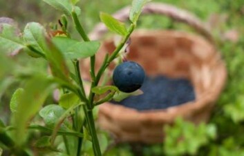 Forskere har funnet høyere nivåer av antioksidanter i nordlige kloner av blåbær. (Foto: Ragnar Våga Pedersen)
