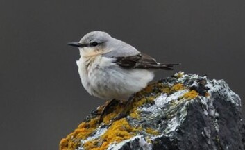 Steinskvett er en av artene som går tilbake i fjellet i Norge. (Foto: Per Jordhøy/Nina) Steinskvett er en av artene som går tilbake i fjellet i Norge. (Foto: Per Jordhøy/Nina)