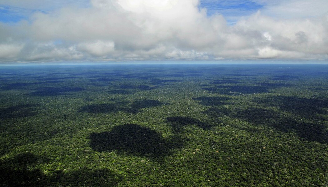 Tredekket i Amazonas-regnskogen. Tredekket i Amazonas-regnskogen.