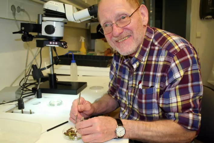 Christer Magnusson ved Bioforsk er en ledende ekspert på nematoder, og angrer ikke en dag på valget av fagfelt. Her arbeider han med en planteprøve angrepet av kroknematoder. (Foto: Asle Rønning)