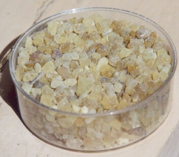 "Virak eller olibanum. (Foto: Wikimedia Commons)" "Virak eller olibanum. (Foto: Wikimedia Commons)"