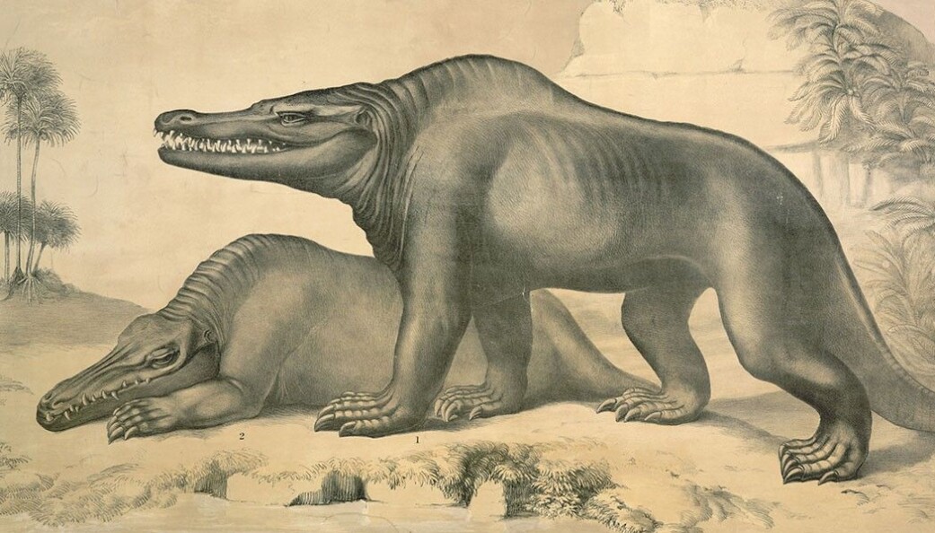 I begynnelsen hadde forskerne lite å gå etter. Her er en tidlig tegning av Megalosaurus. Senere viste det seg at den var tobeint jeger. I begynnelsen hadde forskerne lite å gå etter. Her er en tidlig tegning av Megalosaurus. Senere viste det seg at den var tobeint jeger.