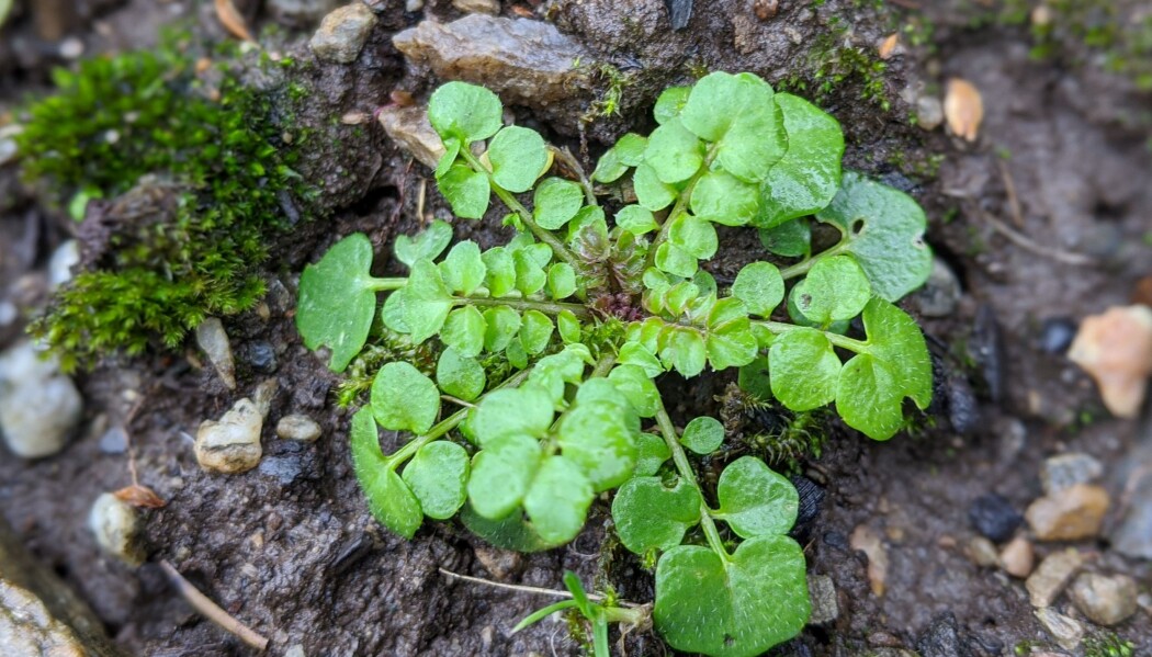 Ein liten rosettkarse trassar vinteren og spirar freidig i februar. Denne kortlevde arten veks i skogbryn og på skjellsand - og i mang ein hage. Foto: Inger Auestad Ein liten rosettkarse trassar vinteren og spirar freidig i februar. Denne kortlevde arten veks i skogbryn og på skjellsand - og i mang ein hage. Foto: Inger Auestad