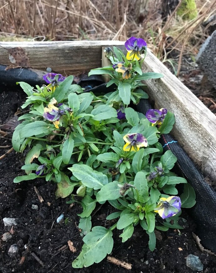 I pallekarmen til Idun på Leikanger frødde stemorsblomster seg sjølv i fjor sommar. I varme vintrar, som i år, kan denne eittårige planten fint overvintre og blomstre frå tidleg vår. Foto: Idun A. Husabø. I pallekarmen til Idun på Leikanger frødde stemorsblomster seg sjølv i fjor sommar. I varme vintrar, som i år, kan denne eittårige planten fint overvintre og blomstre frå tidleg vår. Foto: Idun A. Husabø.
