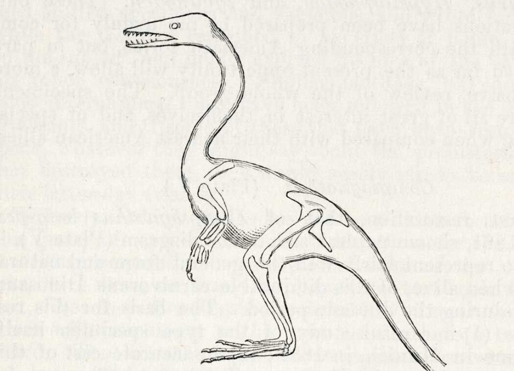 Compsognathus var en liten rovdinosaur med fugleaktige trekk. Compsognathus var en liten rovdinosaur med fugleaktige trekk.